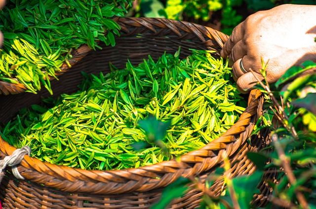 ชาเขียวช่วยลดน้ำหนักได้ปี2023